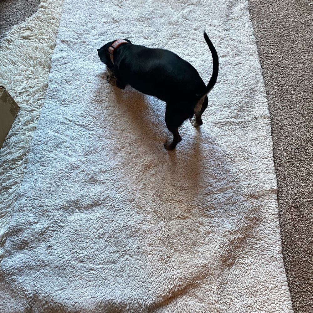 Rug - Picture 2 of 2